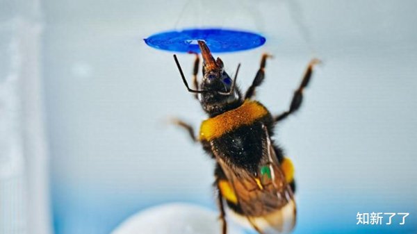 世界杯体彩官网 熊蜂未经磨练可自愿料理物体操作任务